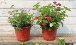 跑男名将爆料最新视频,最新视频曝光惊人内幕